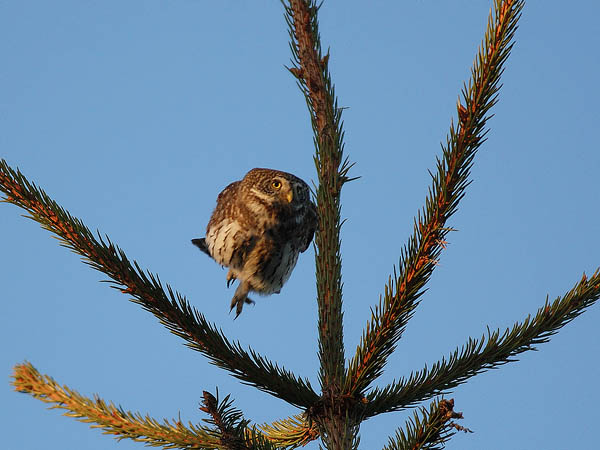 Varpuspöllö, Eurasian Pygmy Owl, Glaucidium passerinum 